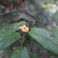 Uvaria sphenocarpa Hook.f. & Thomson